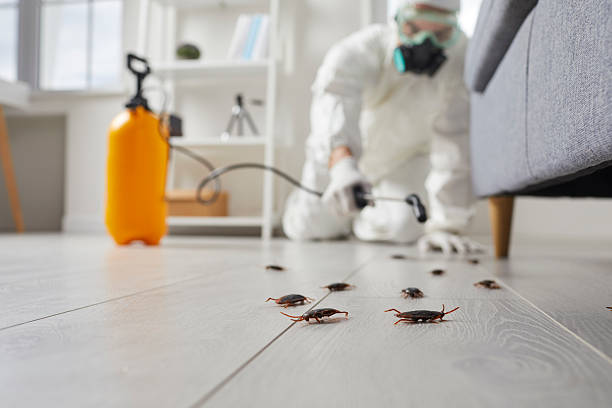 Commercial Kitchen Cockroach Control in Lake Dallas
